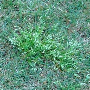 Winter Grass